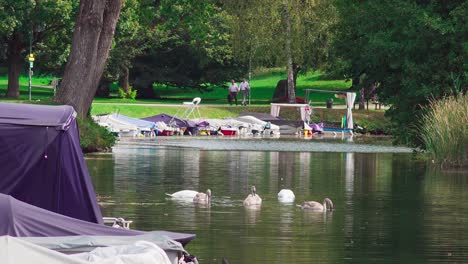 Eine-Schwanenfamilie-Schwimmt-Und-Sucht-Im-Kanal-Im-Europapark,-Klagenfurt,-Kärnten,-Österreich-Nach-Nahrung