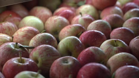 Apples-moving-on-Automatic-Sorting-Conveyor-Belt-in-Fruit-Packing-House