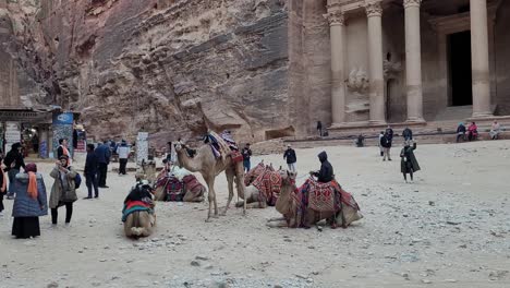 Dromedarios-A-La-Entrada-De-Petra