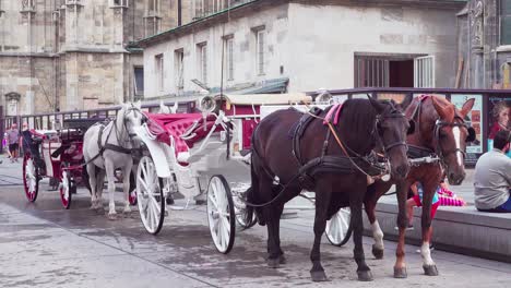 Caballos-Enganchados-A-Un-Fiacre,-Carruaje-De-Cuatro-Ruedas-Tirado-Por-Caballos,-En-La-Plaza-De-San-Esteban,-Detrás-De-San