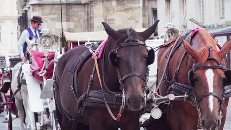 Caballos-Enganchados-A-Un-Fiacre,-Carro-De-Cuatro-Ruedas-Tirado-Por-Caballos,-Detrás-De-St