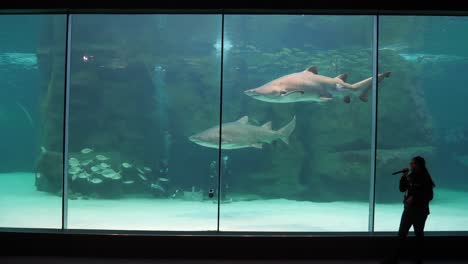 La-Anfitriona-Describe-Cómo-Los-Buzos-Alimentan-A-Los-Tiburones-Grandes-En-El-Tanque-Del-Acuario