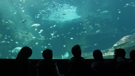 Kinder-Im-Dunklen-Theater-Starren-Voller-Ehrfurcht-Auf-Fische,-Die-In-Einem-Großen-Aquarium-Schwimmen