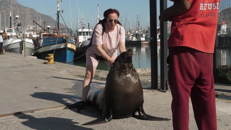 African-man-feeds-as-tourist-woman-poses-with-large-male-Cape-Fur-Seal