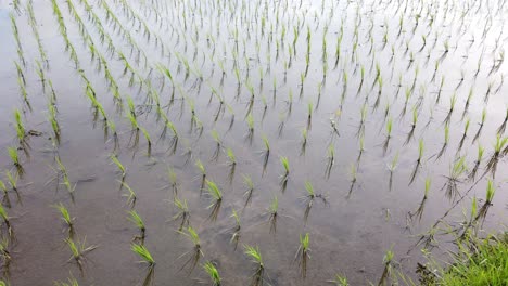 Rice-Field-Plantation,-Bali,-Indonesia-Wet-Crops,-Flooded-Paddy-Water-Reflection-in-Gianyar-Regency,-Balinese-Traditional-Agriculture