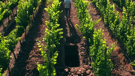 Viticultor-Se-Aleja-De-Calicata,-Cava-Un-Agujero-En-Los-Viñedos-Para-Probar-La-Calidad-De-Las-Muestras-De-Suelo,-Valle-Del-Maipo