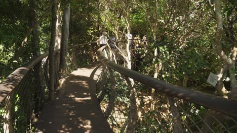 Turistas-En-La-Pasarela-Elevada-Del-Dosel-En-El-Jardín-Kirstenbosch,-Ciudad-Del-Cabo