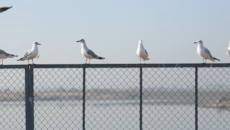 Panning-shot-showing-group-of-seagulls-on-railing-of-jetty-in-front-of-ocean-at-sunset,close-up-slow-motion