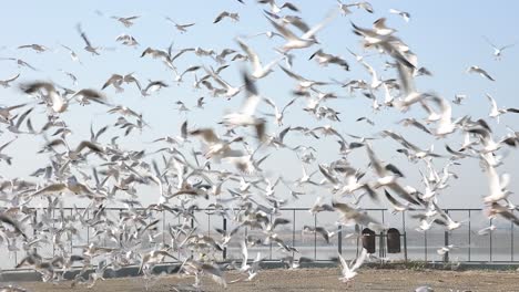 Toma-En-Cámara-Lenta-Que-Muestra-Una-Bandada-Voladora-De-Gaviotas-Blancas-En-Un-Embarcadero-Frente-Al-Mar