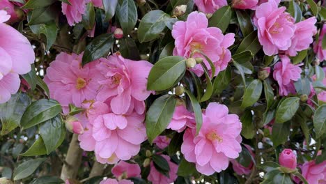 Frühling-Und-Kamelienbüsche-In-Voller-Blüte-In-Der-Irischen-Landschaft