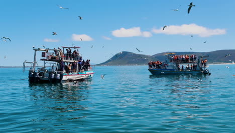 Chumming-De-Agua-En-Viaje-De-Buceo-En-Jaula-De-Tiburones---Industria-De-Buceo-Con-Tiburones,-Kleinbaai