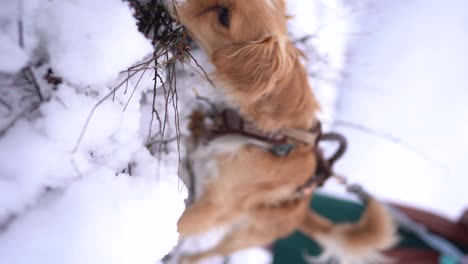 Perro-Kokoni-Disfrutando-De-La-Nieve-Fresca