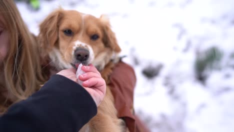 Lindo-Perro-Comiendo-Nieve-Fresca