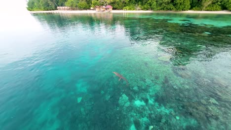 Tierwelt-Seltene-Krokodilsichtung-Vor-Der-Küste-Von-Raja-Ampat-Indonesien-4k