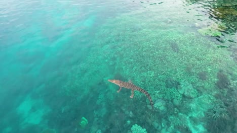 Vista-Aérea-De-Drones-De-Un-Cocodrilo-De-Agua-Salada-En-El-Mar-De-Raja-Ampat,-Flotando-En-El-Agua,-Animal-De-Sangre-Caliente,-Indonesia