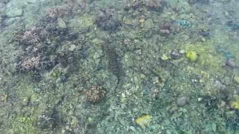 Aerial-view-of-a-large-saltwater-crocodile-swimming-in-the-sea,-Indonesia,-Raja-Ampat