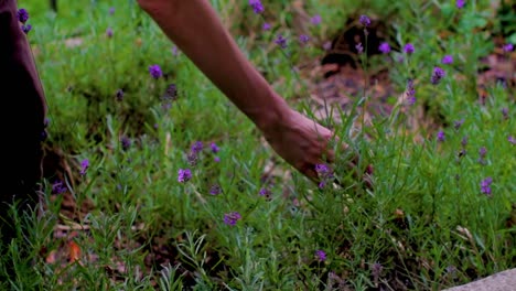 London-is-often-viewed-as-industrial-but-many-plants-grow-there,-Lavender,-for-example