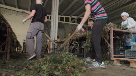 Young-men-rake-strawberry-stems-off-ground-and-put-on-sorting-table,-LOW-ANGLE