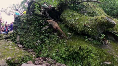 Coatí-Del-Parque-Nacional-Tepozteco-Acercándose-Lentamente-A-Los-Turistas-En-Tepoztlán,-México