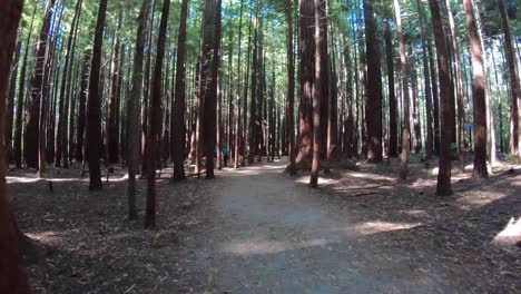 Hiperlapso-De-Caminar-Por-El-Bosque-De-Secuoyas-En-Rotorua-Nueva-Zelanda