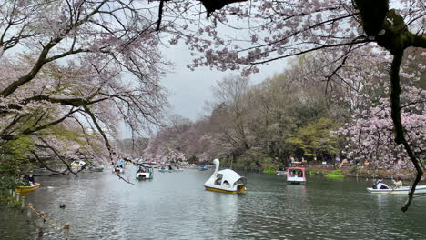 La-Gente-Disfruta-Navegando-En-Botes-Por-El-Lago-Del-Parque-Inokashira-Con-Flor-De-Cerezo