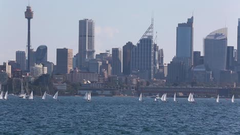 Una-Carrera-De-Veleros-Por-La-Tarde-En-El-Puerto-De-Sydney