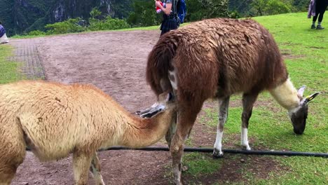 Video-Gracioso---Alpaca-Metiendo-Su-Cabeza-En-El-Trasero-De-Otra-Alpaca