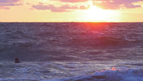 Surfer-on-surfboard-paddling-over-waves-near-the-Baltic-sea-Karosta-beach-at-Liepaja-during-a-beautiful-vibrant-sunset-at-golden-hour,-medium-shot-from-a-distance