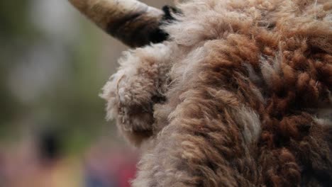 Die-Rückseite-Einer-Pelzigen-Kopfmaske-Mit-Einem-Echten-Horn-Von-Einer-Kuh-Oder-Einem-Stier-An-Der-Spitze