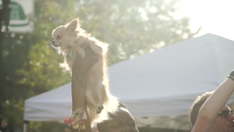 Woman-Marching-With-Chihuahua-Mix-at-River-City-Pride-Parade-in-Jacksonville,-FL