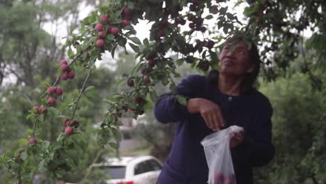 woman-defocused-cropping-a-cherry-tree