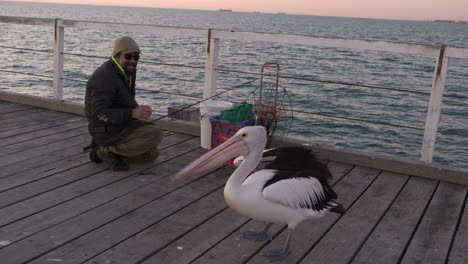 Man-hand-feeding-a-pelican-with-fish-4k