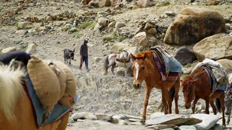 Un-Hombre-Al-Frente-De-Una-Caravana-De-Sherpas,-Caballos-Cargados-Para-Llevar-Provisiones-A-Las-Montañas