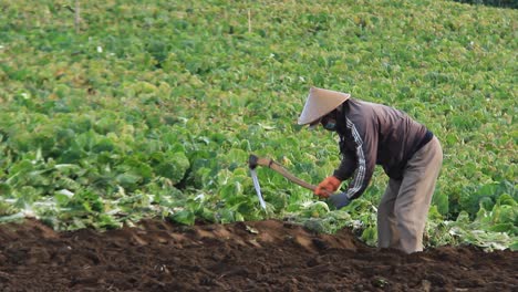 a-vegetable-garden-farmer-is-picking-up-soil-in-preparation-for-planting-carrots,-cabbage-or-other-vegetables