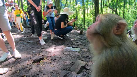 Manada-De-Monos-Salvajes-Comiendo-Comida-Arrojada-Por-Los-Turistas-En-Un-Bosque,-Bosque-De-Monos-De-Galería-De-Diez-Millas,-Parque-Nacional-De-Zhangjiajie,-China