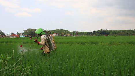 Clip-De-Ruido,-Agricultor-Mientras-Rocía-Plantas-De-Arroz-Con-Pesticidas,-Pekalongan,-Indonesia