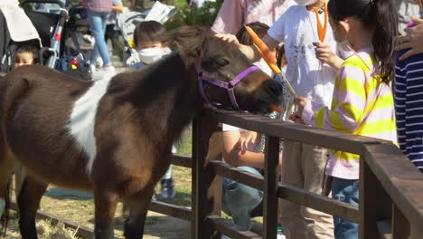 Niños-Alimentando-A-Un-Caballo-Pequeño-Con-Zanahorias-En-Las-Tierras-De-Cultivo-De-Anseong-En-Gyeonggi-do,-Corea-Del-Sur