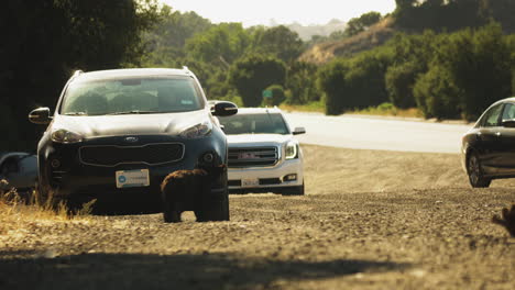 Concepto-De-Crisis-Climática:-El-Cachorro-De-Oso-Deambula-Por-La-Carretera-De-California-En-Autos