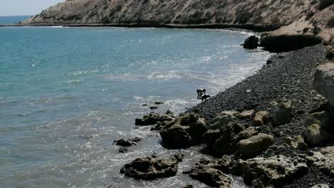 Aerial-view-moving-forward-shot,-Man-and-his-dog-walking-on-the-rocky-beach-of-San-Juanico-on-a-sunny-day-in-California-Sur,-Mexico