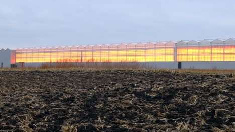 Revol-Greens-Cultiva-Lechuga-Orgánica-Durante-Todo-El-Año-En-Grandes-Invernaderos-Tecnológicos-Utilizando-Agua-De-Lluvia-Filtrada,-Calor-Radiante-Y-Luces-De-Cultivo-Led-Especializadas