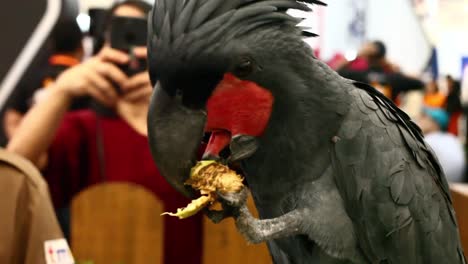 Nahaufnahme-Eines-Palmkakadus,-Der-Auf-Der-Indo-Pet-Expo-Eine-Nuss-Frisst