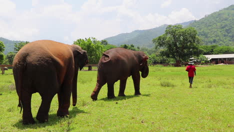 Elephants-following-their-trainer-through-a-grassy-field-in-slow-motion