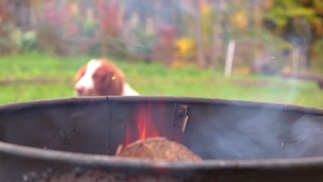 A-dog-lays-down-to-take-a-nap-in-a-yard-behind-a-barrel-with-a-wood-fire-inside