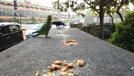 Weitwinkel-Nahaufnahmevideo-Eines-Papageis,-Der-Tagsüber-An-Einer-Wand-Vogelfutter-Frisst,-Mit-Einer-Krähe-Im-Hintergrund