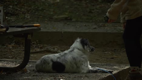 camping-girl-petting-furry-dog-in-forest-campground-sunset