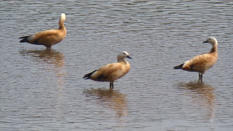 Ruddy-Shelduck-...Ruddy-Shelduck-..