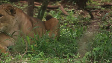 Ein-Löwe-Schläft-Auf-Dem-Nairobi-Safari-Spaziergang-Im-Nairobi-Nationalpark