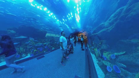 Aquarium-–-Unterwasserzoo-Mit-Großer-Fischvielfalt-In-Der-Dubai-Mall