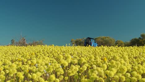 Das-Auto-Verlässt-Den-Coalseam-Conservation-Park,-Während-Gelbe-Pompon-Wildblumen-Im-Vordergrund-In-Zeitlupe-Wiegen