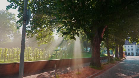 árboles-Con-Rayos-De-Luz-En-Friburgo-De-Brisgovia-4k